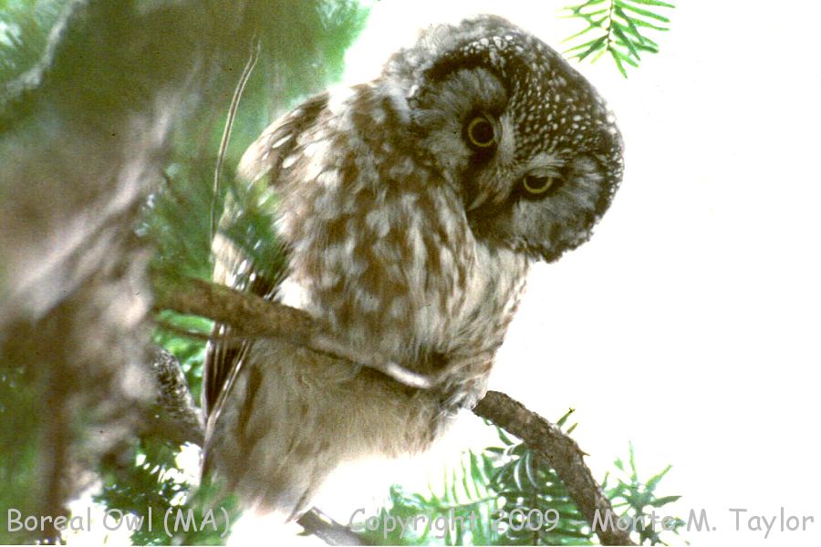 Boreal Owl -Jan 8th, 1997- (Boston Commons, Massachusetts)