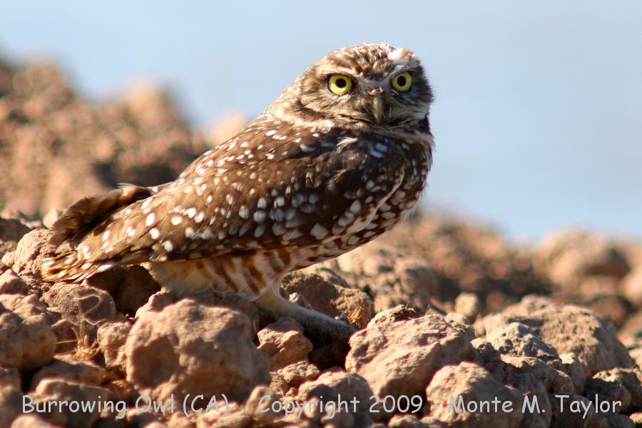 Burrowing Owl -spring- (California)