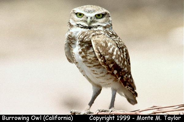 Burrowing Owl -summer- (California)