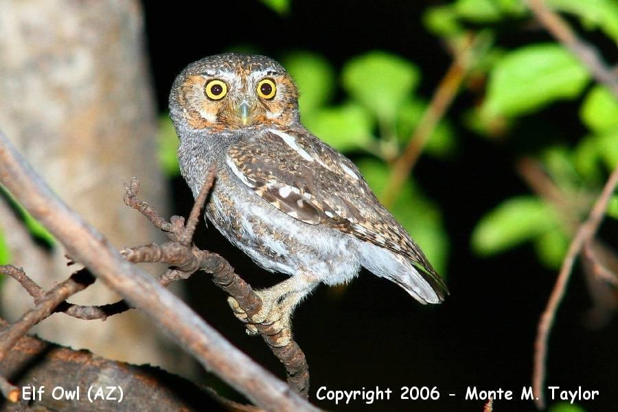 Elf Owl - Arizona