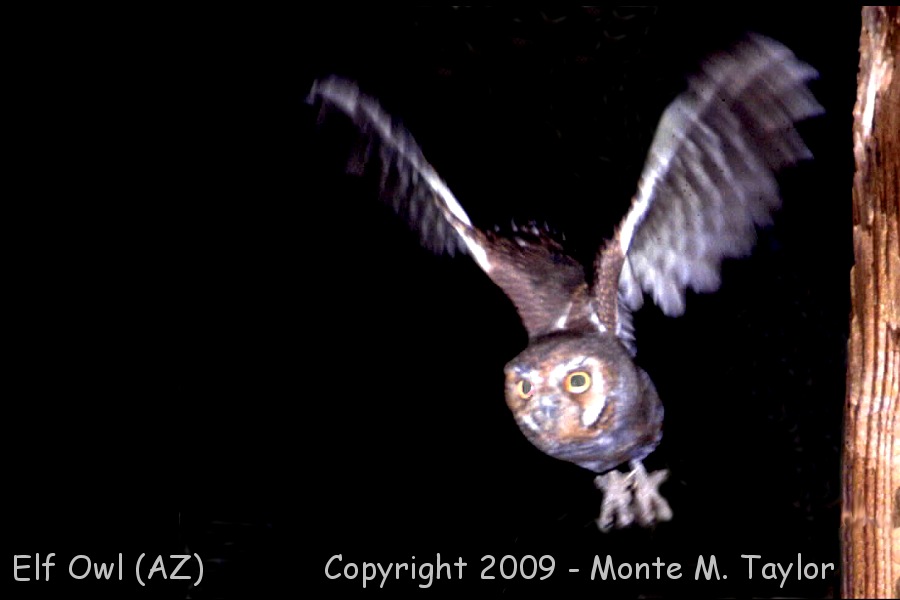 Elf Owl -spring- (Arizona)