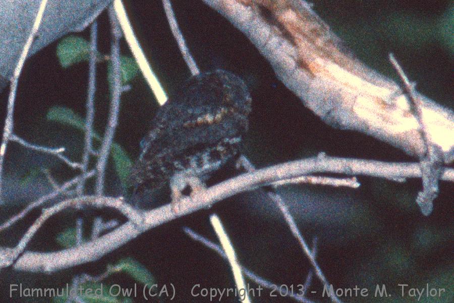 Flammulated Owl -spring- (California)