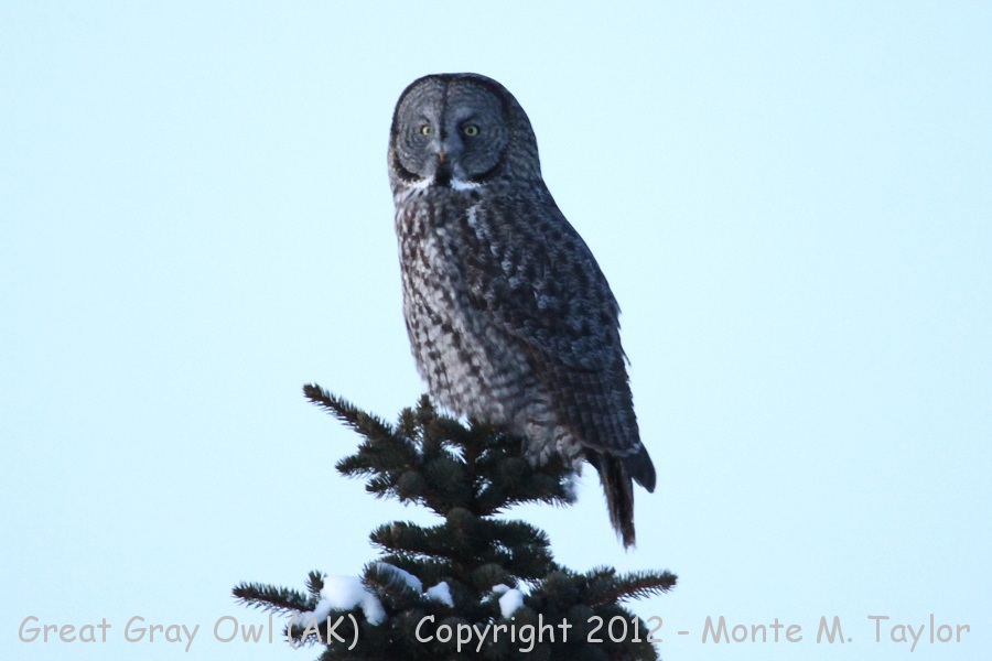 Great Gray Owl -winter- (Alaska)