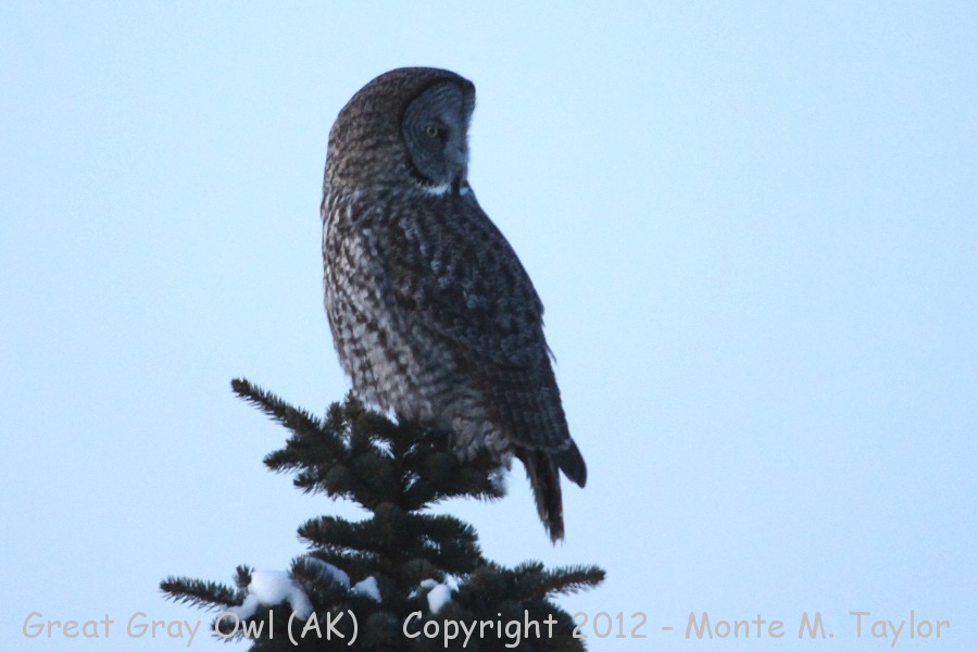Great Gray Owl -winter- (Alaska)