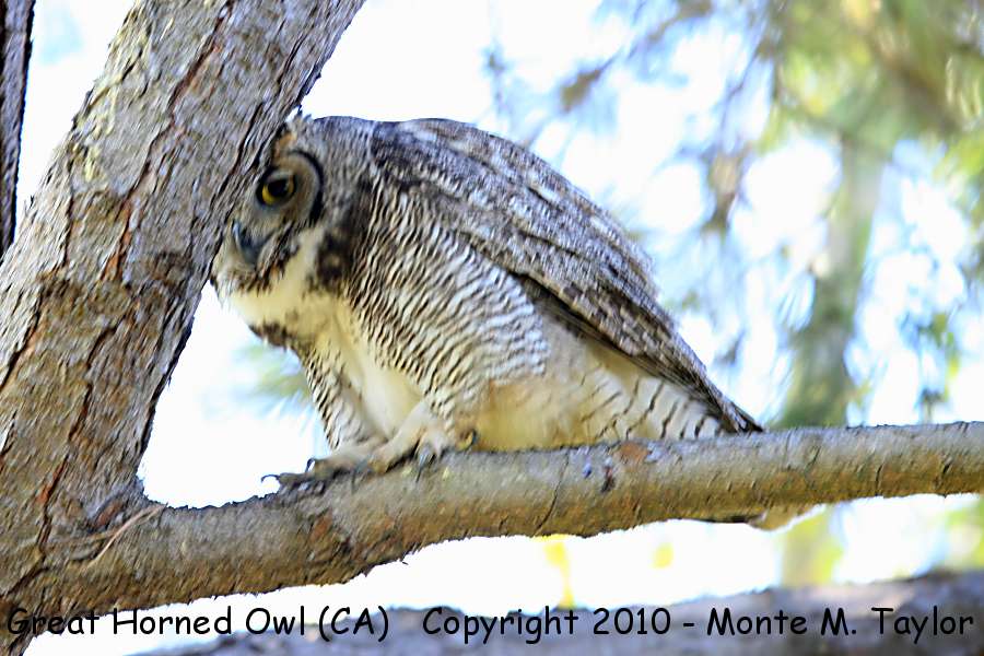 Great Horned Owl -winter- (California)