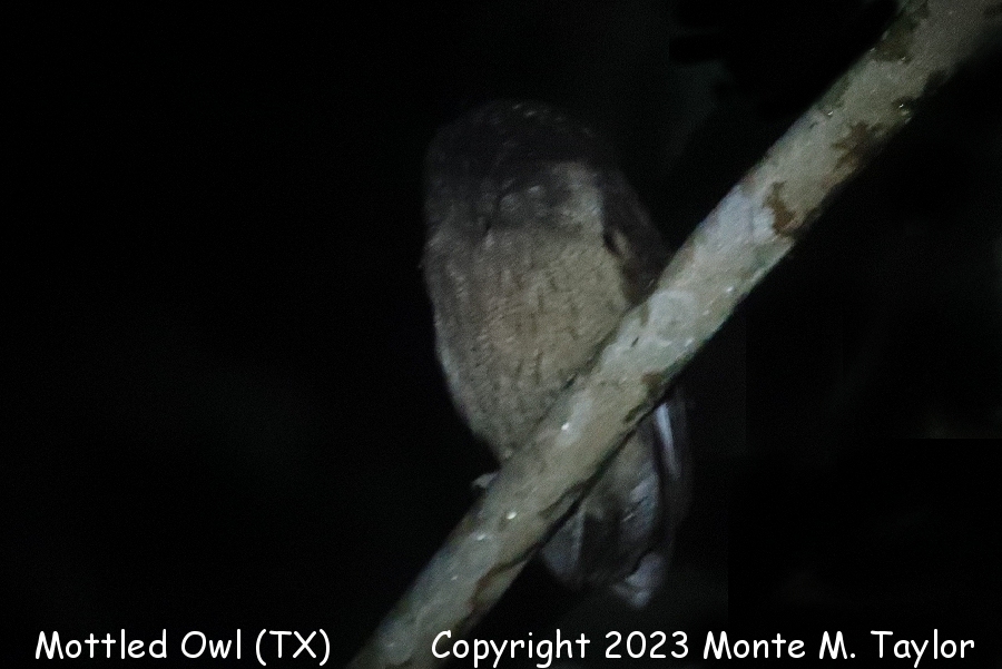 Mottled Owl -Nov 20th, 2023- (Santa Margarita Ranch, Texas)