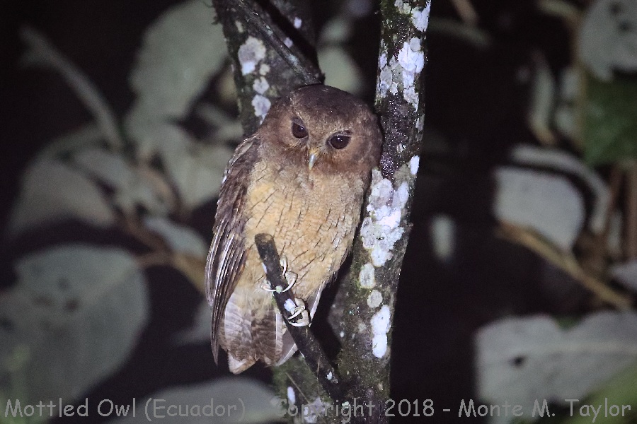 Mottled Owl -November- (Paz Reserve, Ecuador)