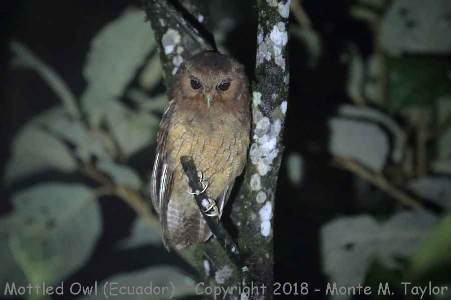 Mottled Owl -November- (Paz Reserve, Ecuador)