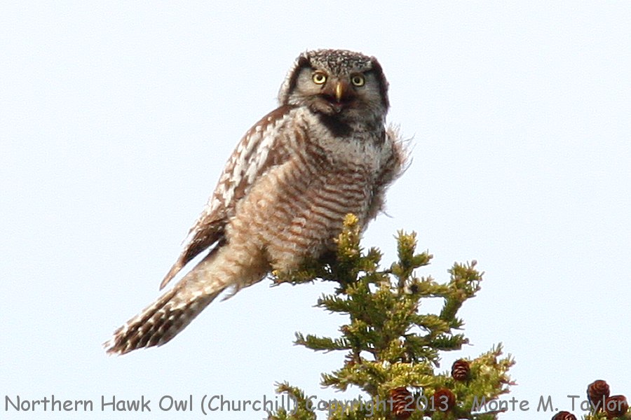 Northern Hawk Owl -summer- (Churchill, Manitoba, Canada)