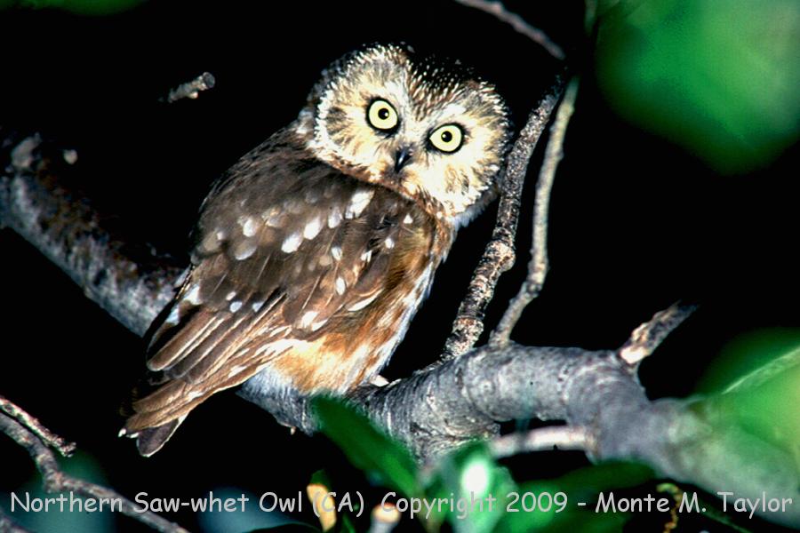 Northern Saw-whet Owl -summer- (California)