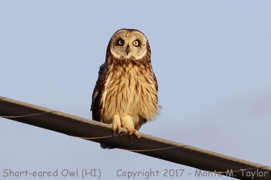 Short-eared Owl -spring- (Big Island, Hawai'i)