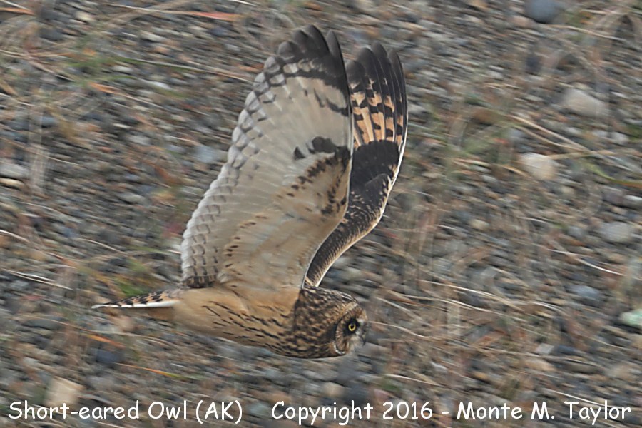 Short-eared Owl -summer- (Gambell, St. Lawrence Island, Alaska)