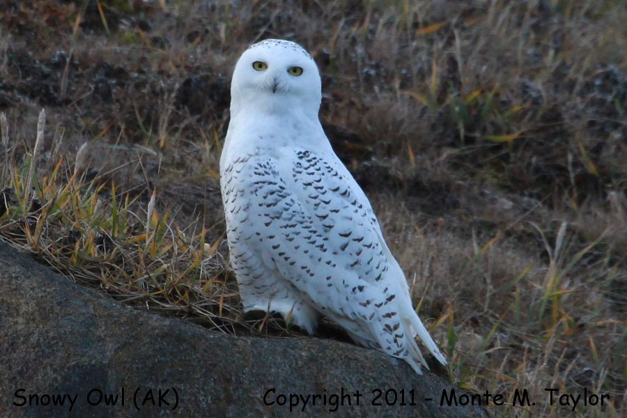 Snowy Owl -fall adult- (Gambell, St. Lawrence Island, Alaska)