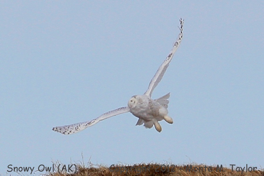 Snowy Owl -spring female- (Barrow, Alaska)
