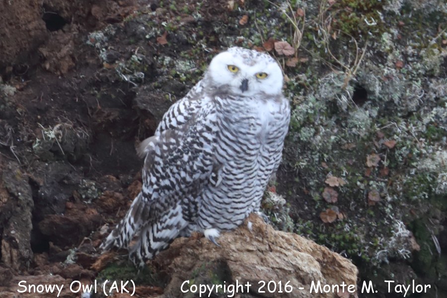 Snowy Owl -fall juvenal- (Gambell, St. Lawrence Island, Alaska)