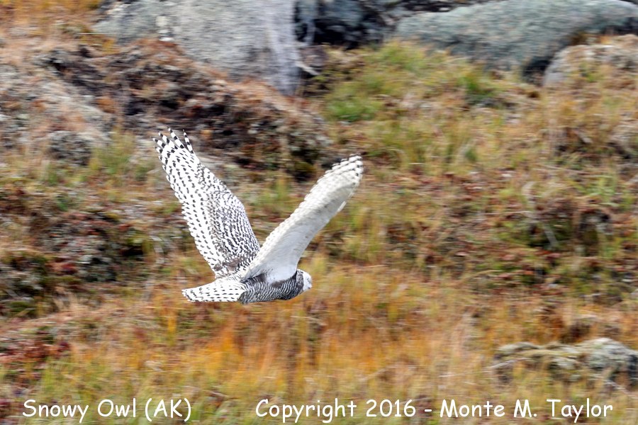 Snowy Owl -summer juvenal- (Gambell, St. Lawrence Island, Alaska)