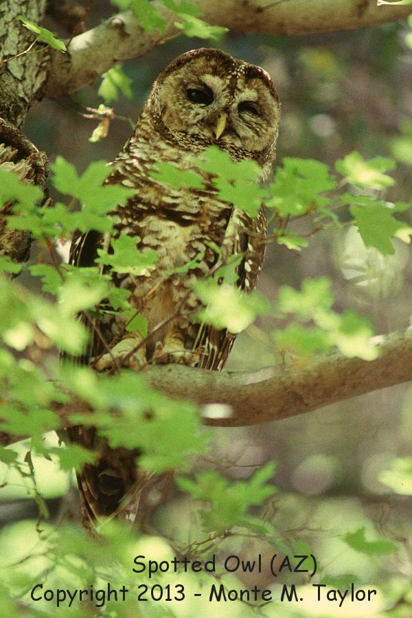 Spotted Owl -spring- (Arizona)