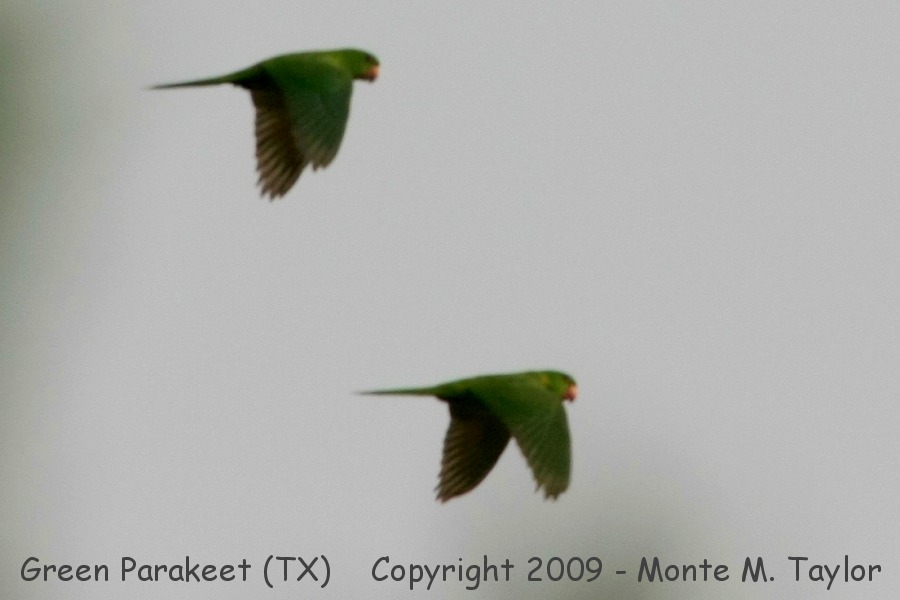 Green Parakeet -spring- (McAllen, Texas)