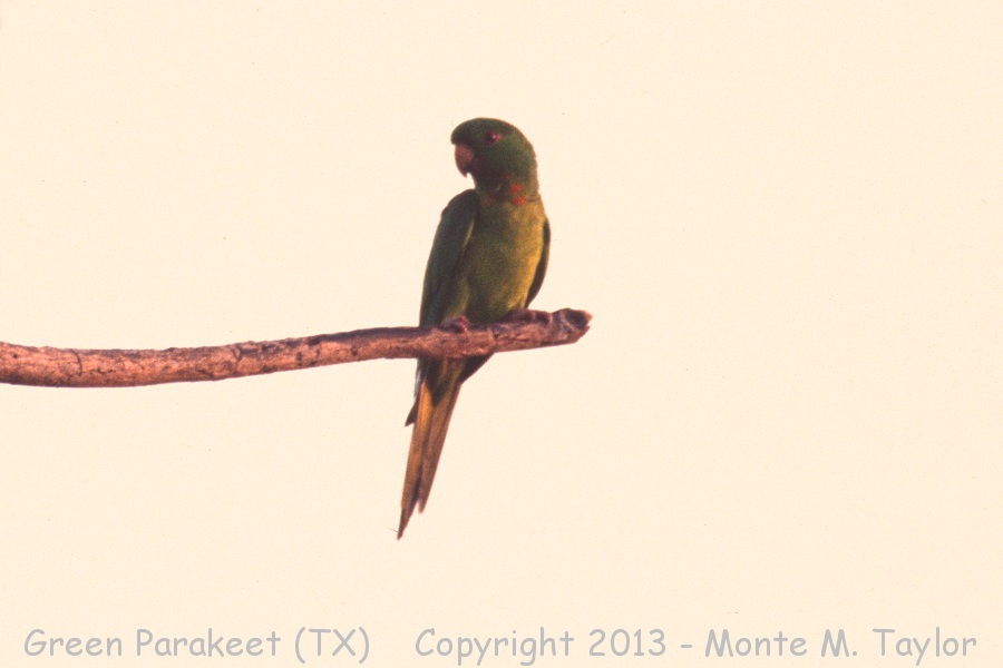 Green Parakeet -spring- (Texas)