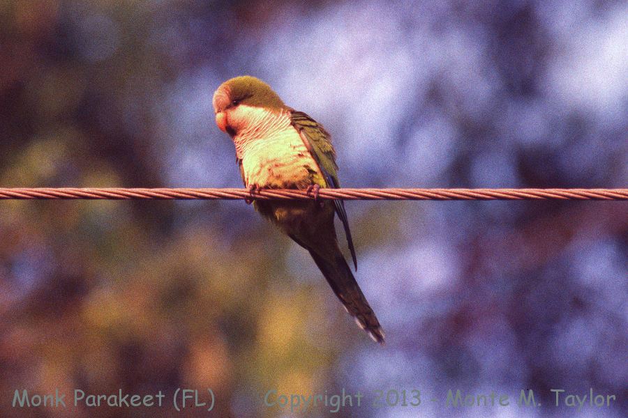 Monk Parakeet -spring- (Florida)