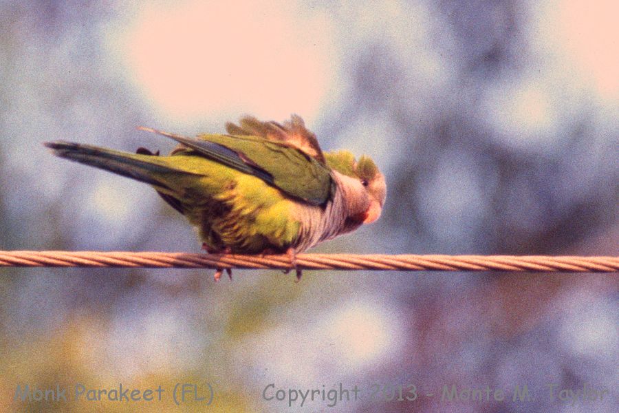 Monk Parakeet -spring- (Florida)