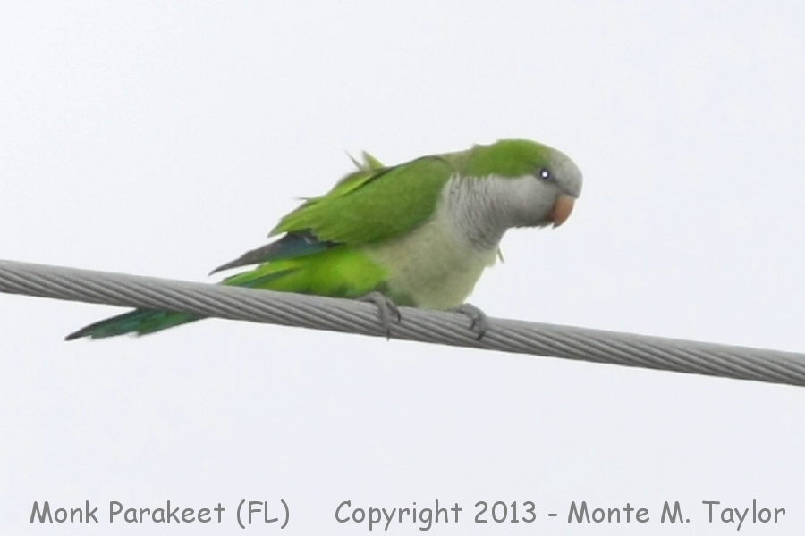 Monk Parakeet -winter- (Florida)