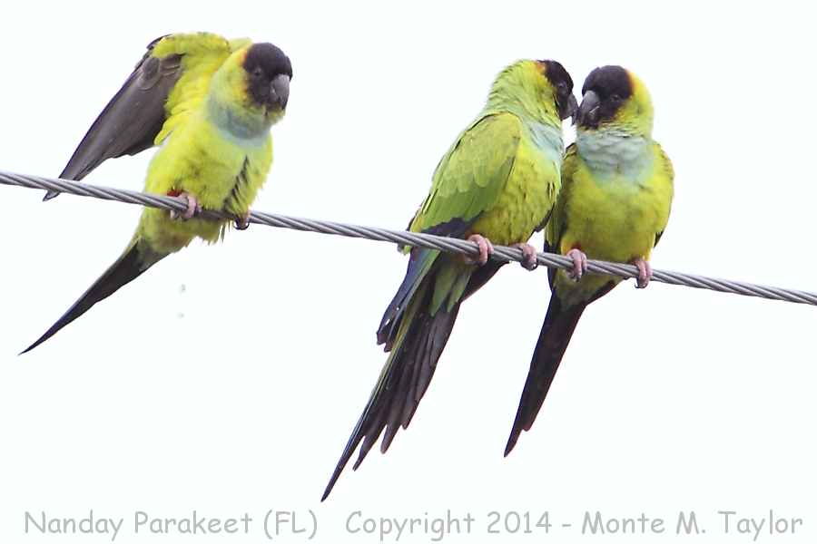Nanday Parakeet -winter- (Florida)