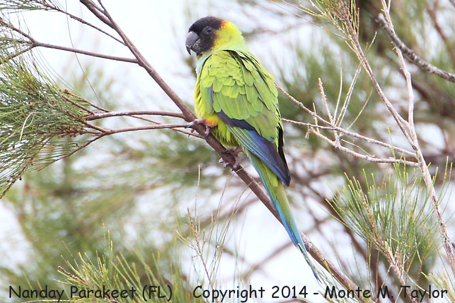 Nanday Parakeet -winter- (Florida)