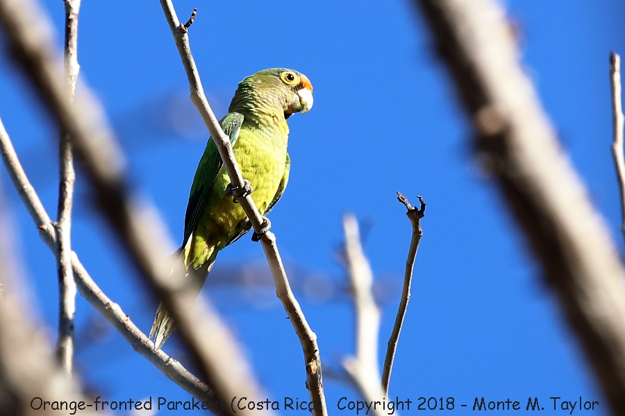 Orange-fronted Parakeet -winter- (Costa Rica)