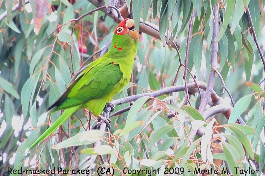 Red-masked Parakeet -winter- (California)