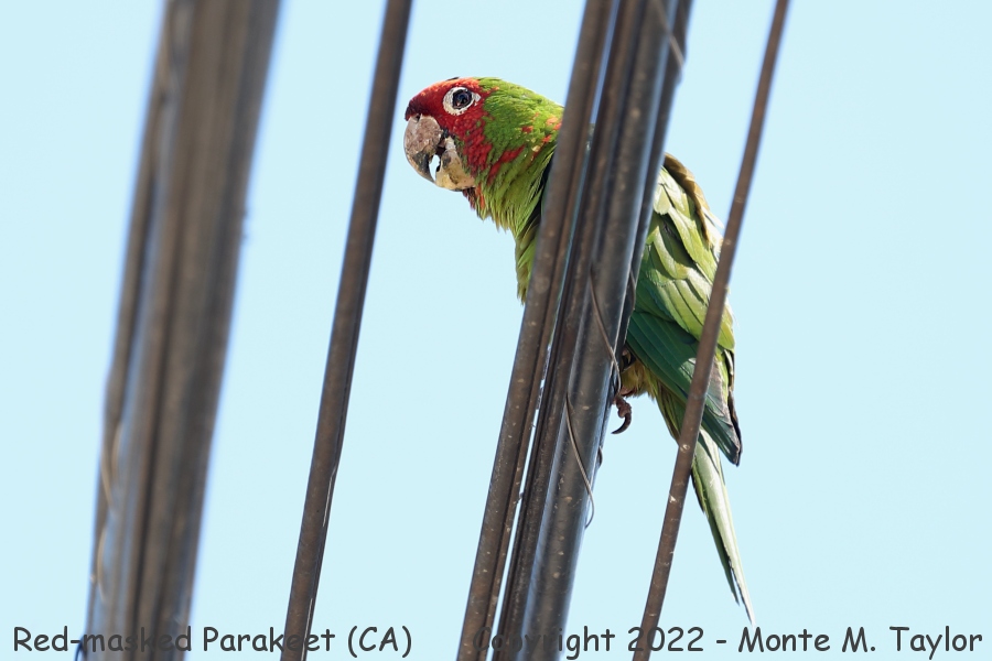 Red-masked Parakeet -summer- (Belmont Shores, California)