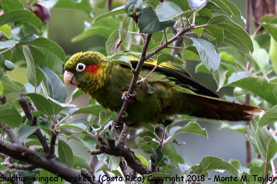 Sulphur-winged Parakeet -winter- (Savegre, Costa Rica)