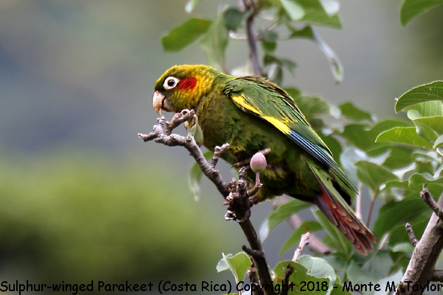 Sulphur-winged Parakeet -winter- (Savegre, Costa Rica)