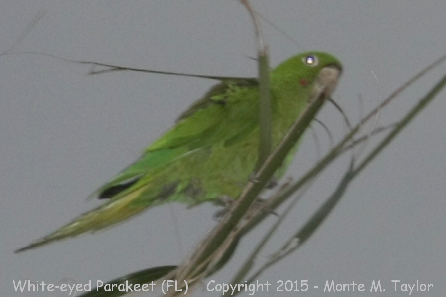White-eyed Parakeet -spring- (Florida)