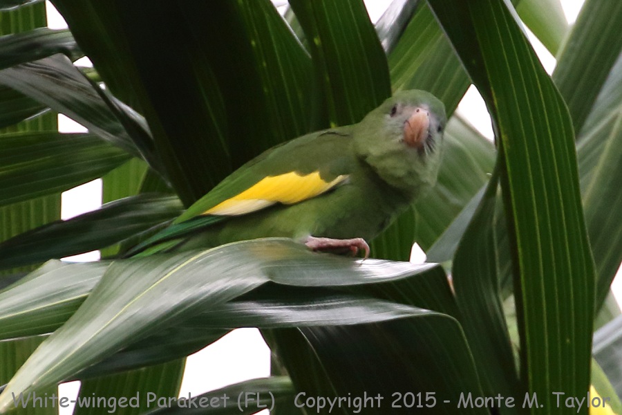 White-winged Parakeet -fall- (Miami, Florida)