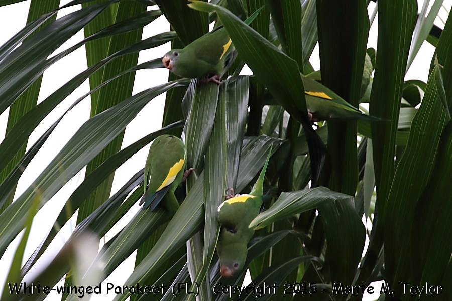 White-winged Parakeet -fall- (Miami, Florida)