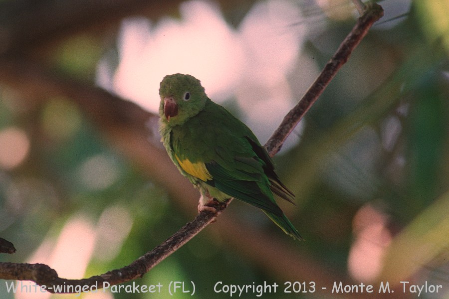 White-winged Parakeet -spring- (Florida)