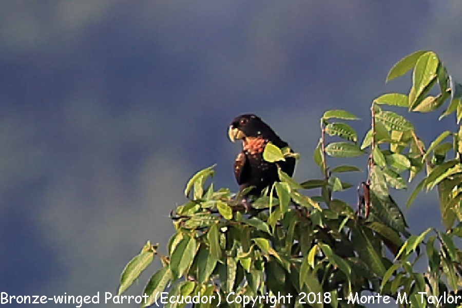 Bronze-winged Parrot -November- (Ecuador)