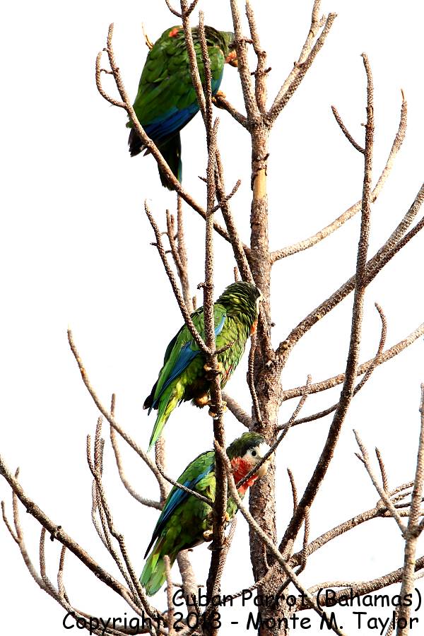 Cuban (Bahama) Parrot -summer- (Abaco National Park, Little Abaco, Bahamas)