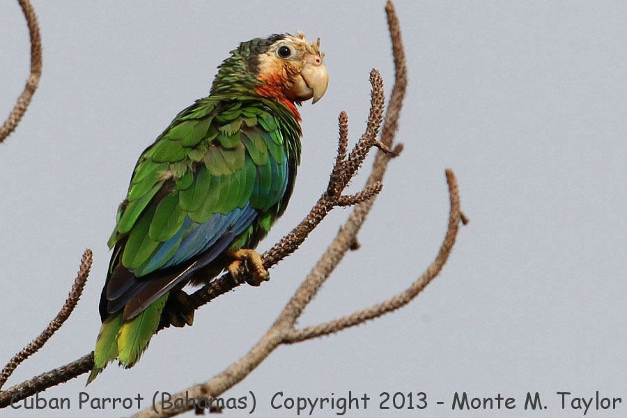 Cuban (Bahama) Parrot -summer- (Abaco National Park, Little Abaco, Bahamas)