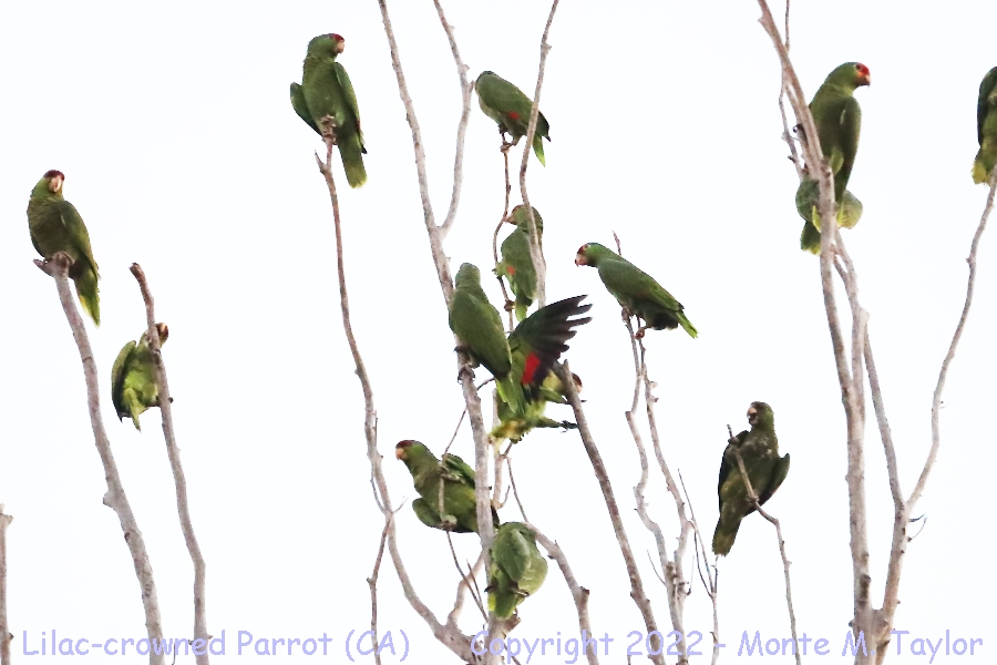 Lilac-crowned Parrot -fall- (Orange County, CA)