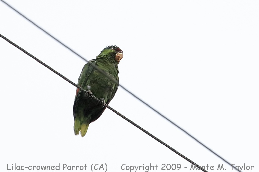 Lilac-crowned Parrot -winter- (California)