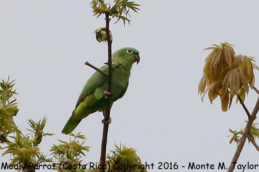 Mealy Parrot -winter- (Selva Verde, Costa Rica)