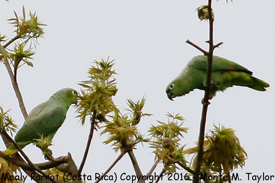 Mealy Parrot -winter- (Selva Verde, Costa Rica)