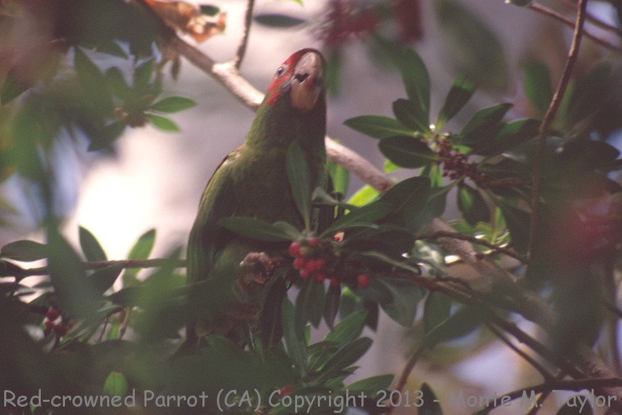 Red-crowned Parrot -summer- (California)