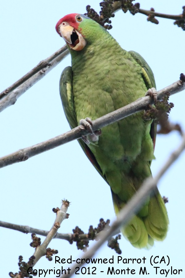 Red-crowned Parrot -winter in my yard- (California)