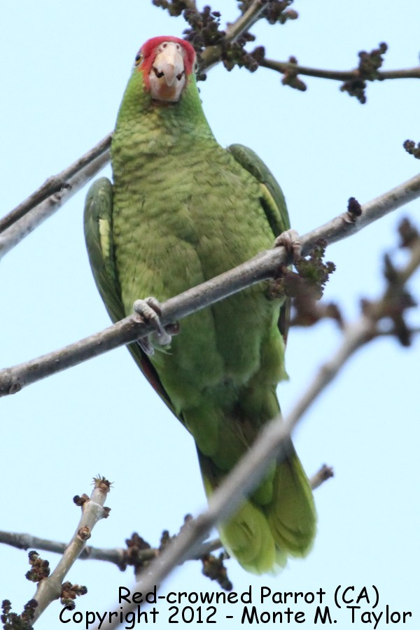 Red-crowned Parrot -winter in my yard- (California)