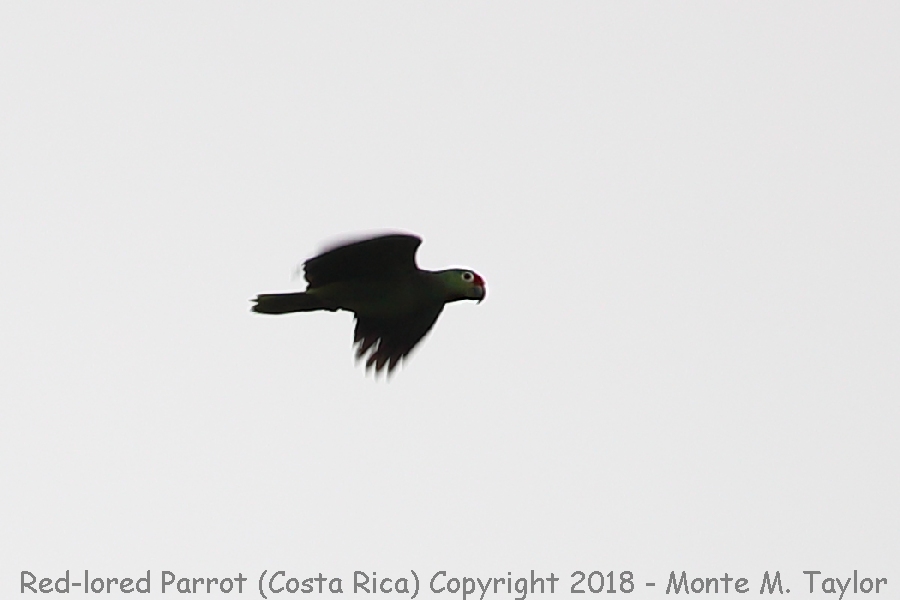 Red-lored Parrot -winter- (Costa Rica)