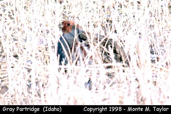 Gray Partridge -winter- (Idaho)