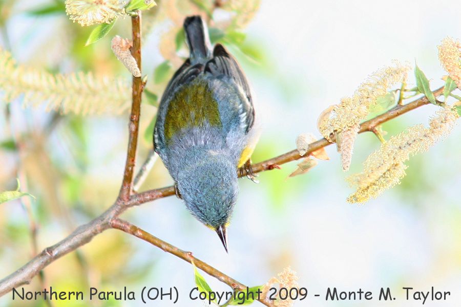 Northern Parula -spring male- (Ohio)